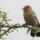 Mésange à gorge rousse