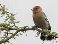 Mésange à gorge rousse