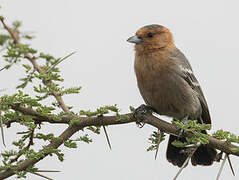 Red-throated Tit