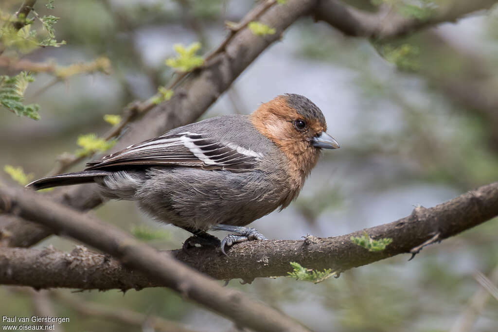 Red-throated Titadult, identification