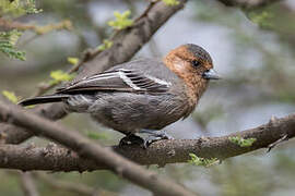 Red-throated Tit