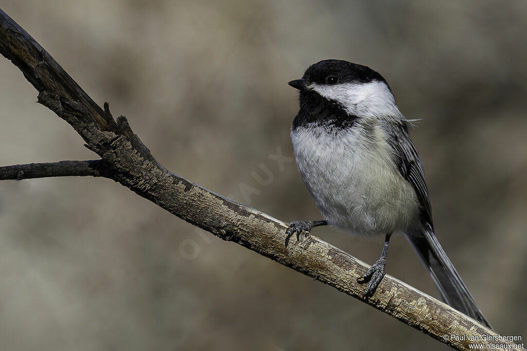 Black-capped Chickadeeadult