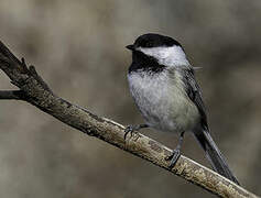 Black-capped Chickadee