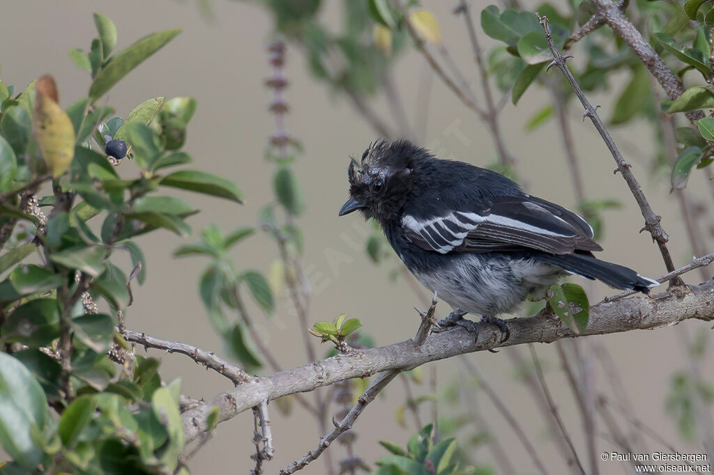 Mésange à ventre blancadulte