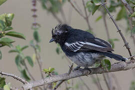 White-bellied Tit