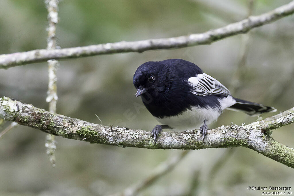 Mésange à ventre blancadulte