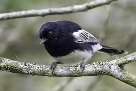 White-bellied Tit