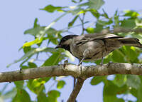 Mésange à ventre gris