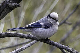 Azure Tit