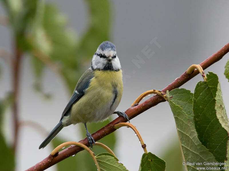 Mésange bleue