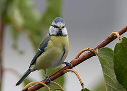 Eurasian Blue Tit