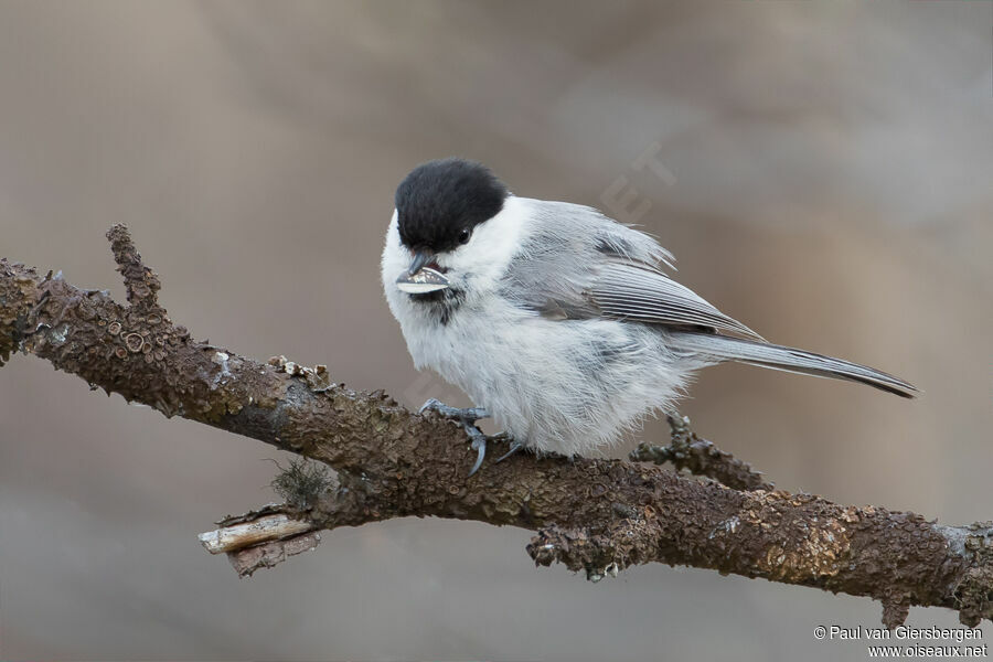 Mésange boréaleadulte