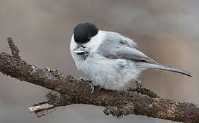 Willow Tit