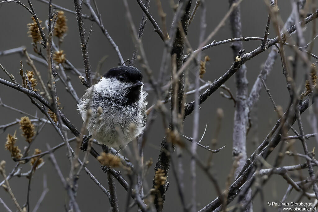 Willow Tit