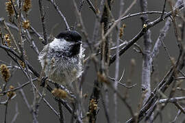 Willow Tit