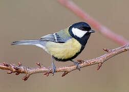 Great Tit