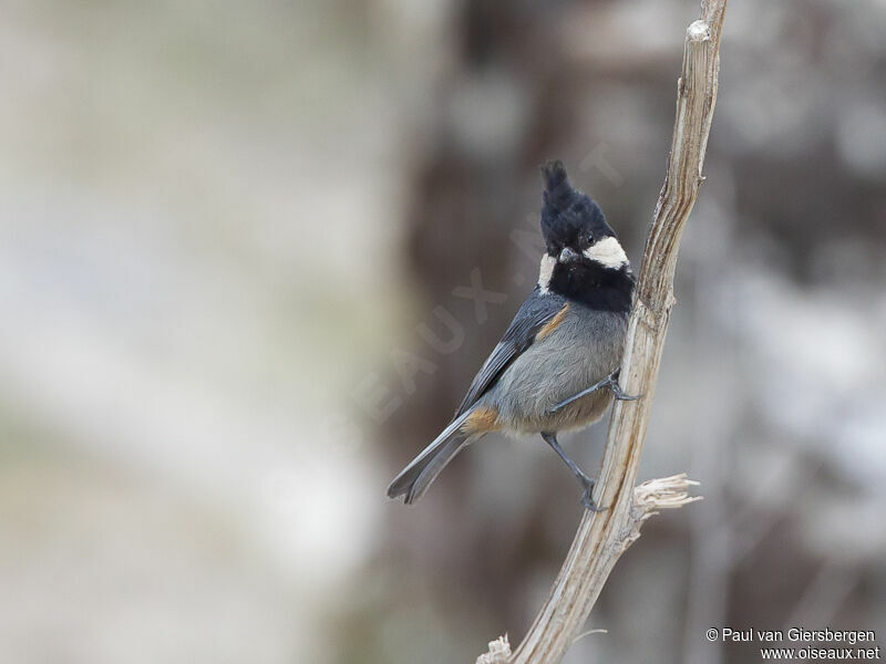 Rufous-vented Tit