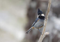 Rufous-vented Tit