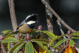 Rufous-vented Tit