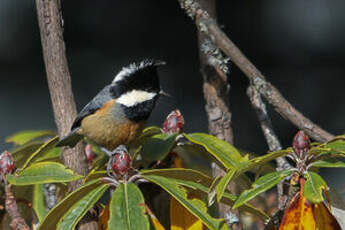 Mésange cul-roux