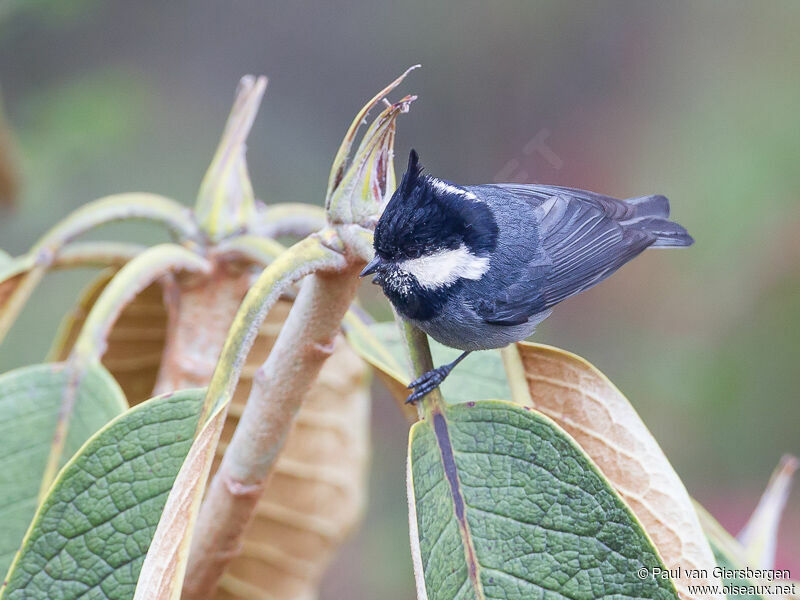 Rufous-vented Tit