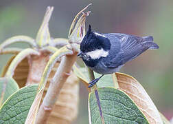 Rufous-vented Tit