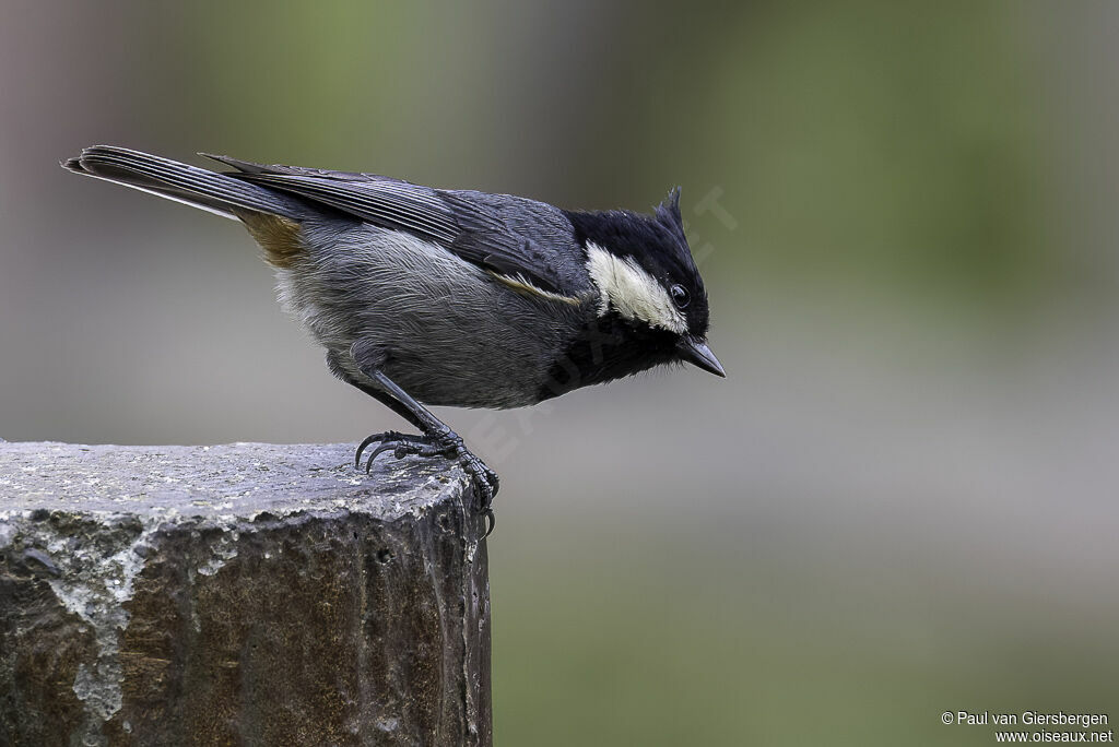 Rufous-vented Titadult