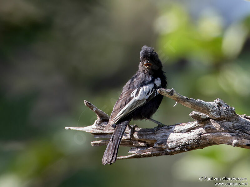 Carp's Tit