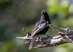 Carp's Tit