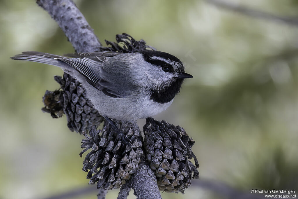 Mésange de Gambeladulte