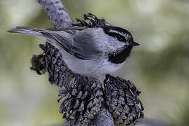 Mountain Chickadee