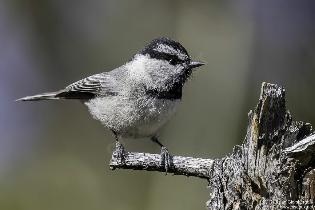 Mésange de Gambeladulte