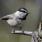 Mésange de Gambel