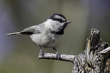 Mésange de Gambel