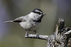 Mountain Chickadee