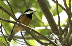 Mésange de Gould