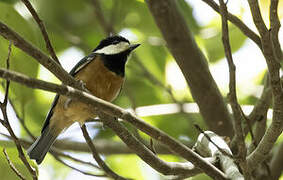 Mésange de Gould