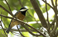 Mésange de Gould