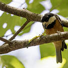Mésange de Gould