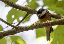 Mésange de Gould