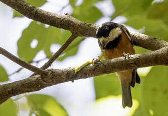 Mésange de Gould