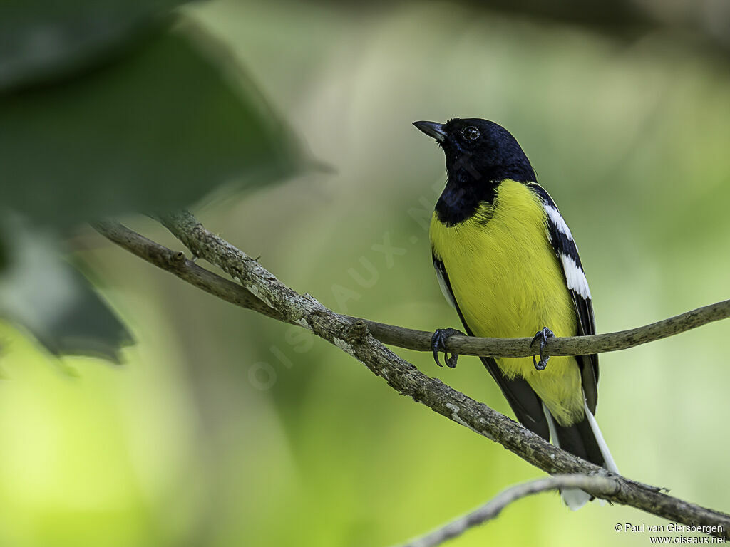 Mésange de Palawanadulte