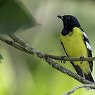 Mésange de Palawan