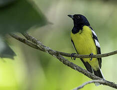 Mésange de Palawan