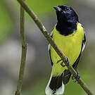 Mésange de Palawan