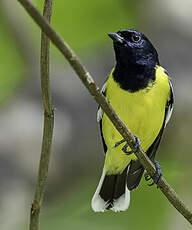 Mésange de Palawan