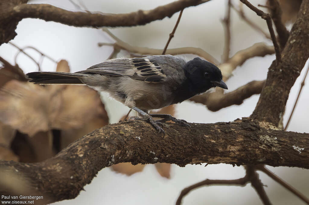 Mésange de Reichenowadulte, identification