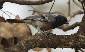 Cinnamon-breasted Tit