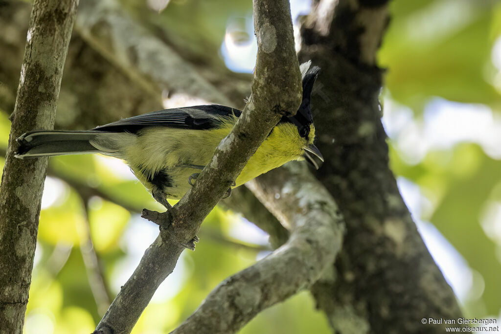 Yellow Titadult