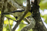 Mésange de Taïwan